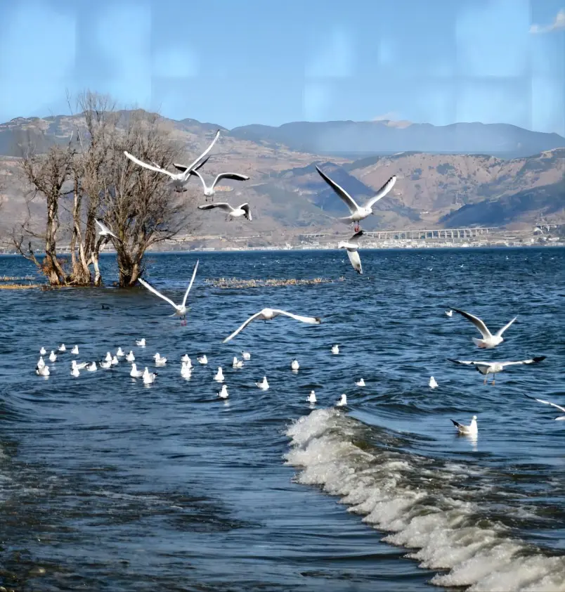 Seagulls flying over Erhai Lake in autumn in Dali Yunnan China