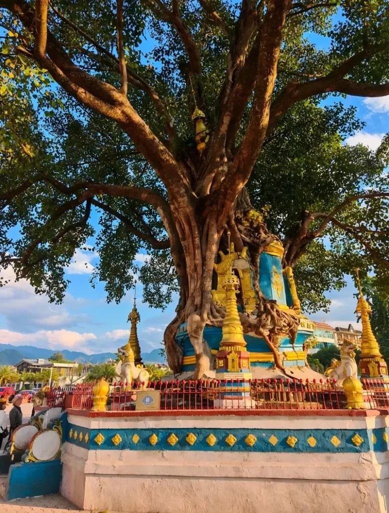 Tree-Wrapped Pagoda in Mangshi, where a giant banyan tree surrounds an ancient pagoda.