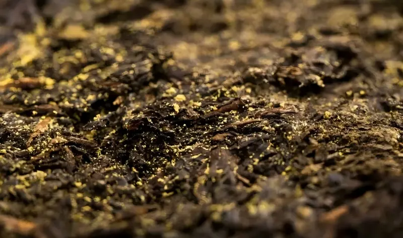 Close-up of golden flowers (Eurotium cristatum) inside Fucha tea brick