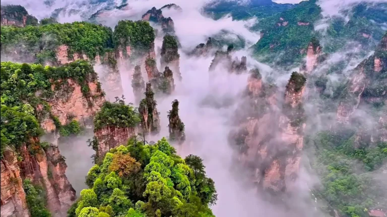 An aerial bird's-eye view of Zhangjiajie's thousands of sandstone peak forests emerging above a majestic sea of clouds.